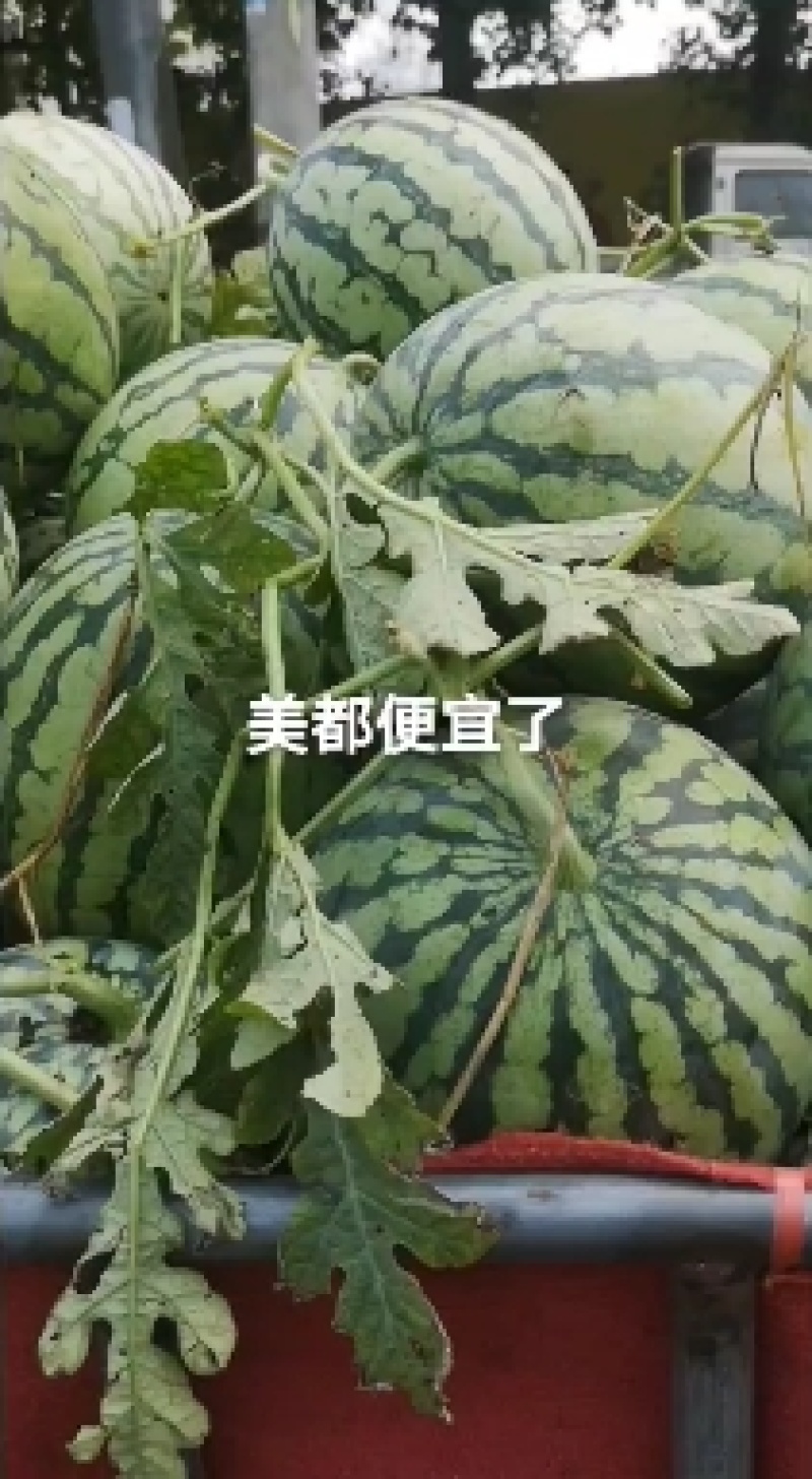 精品西瓜美都大量上货，8斤打底，产地直发质量保证