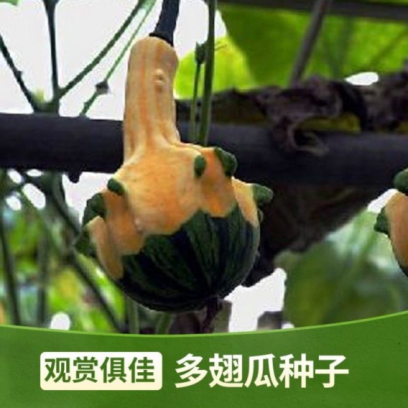 多翅瓜种子观赏瓜种子丑小鸭小南瓜种子庭院阳台菜园盆栽