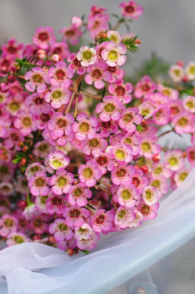 澳洲腊梅中花粉白精品袋苗质量好温室种植全国可发货