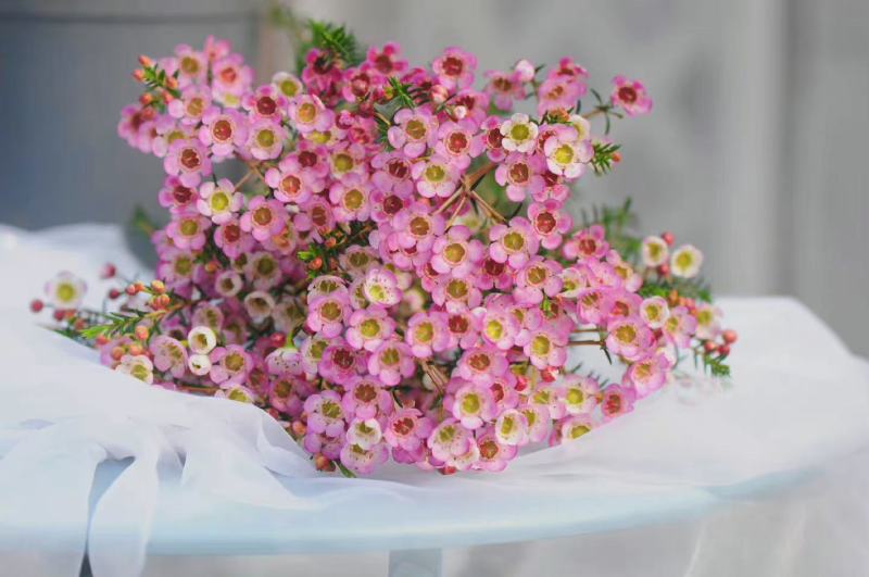 澳洲腊梅中花粉白精品袋苗质量好温室种植全国可发货