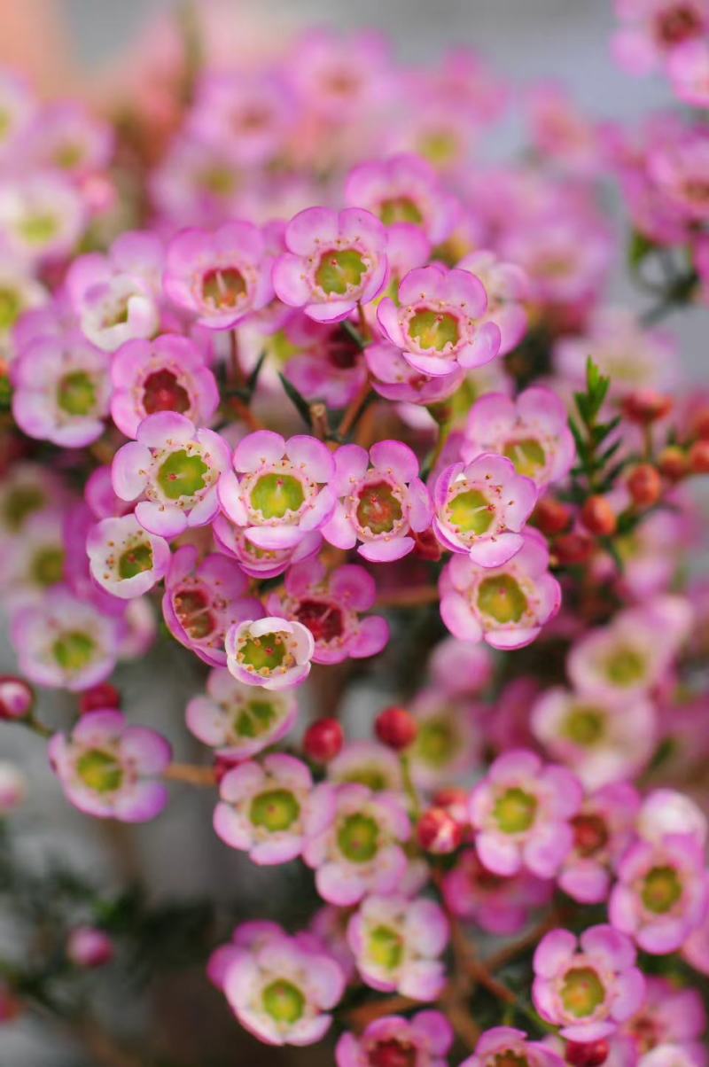 澳洲腊梅中花粉白精品袋苗质量好温室种植全国可发货