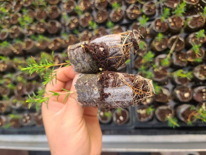 澳洲腊梅中花粉白精品袋苗质量好温室种植全国可发货