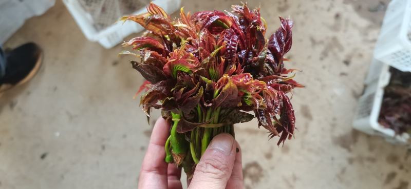 【推荐】云南弥勒香椿大量上市，一手货源，有需要的可以联系