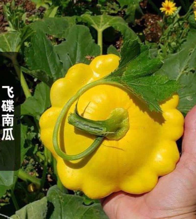 飞碟瓜种子特色碟形玩具迷你南瓜种籽四季观光园庭院阳台蔬菜