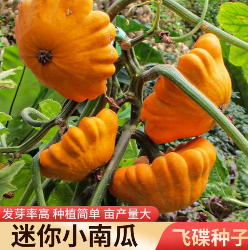 飞碟瓜种子特色碟形玩具迷你南瓜种籽四季观光园庭院阳台蔬菜