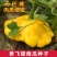 飞碟瓜种子特色碟形玩具迷你南瓜种籽四季观光园庭院阳台蔬菜