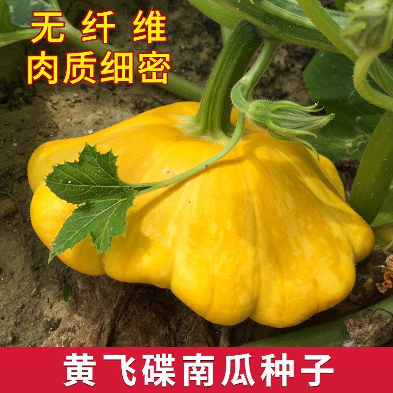 飞碟瓜种子特色碟形玩具迷你南瓜种籽四季观光园庭院阳台蔬菜