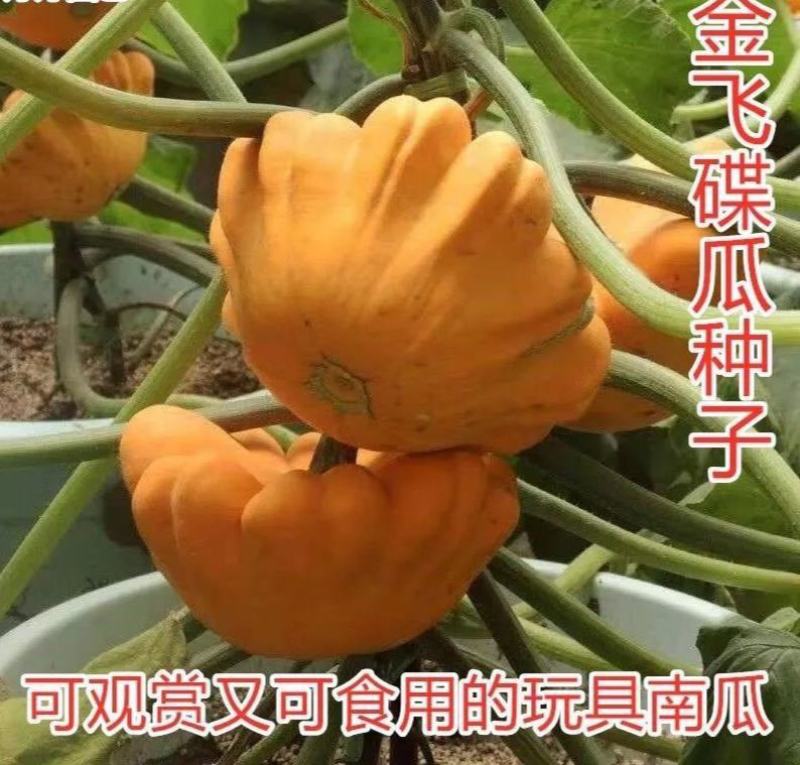 飞碟瓜种子特色碟形玩具迷你南瓜种籽四季观光园庭院阳台蔬菜