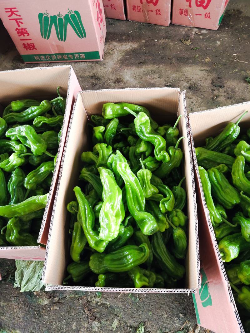 兰陵薄皮椒芜湖椒苏椒鲜辣椒一手货源产地直发保质
