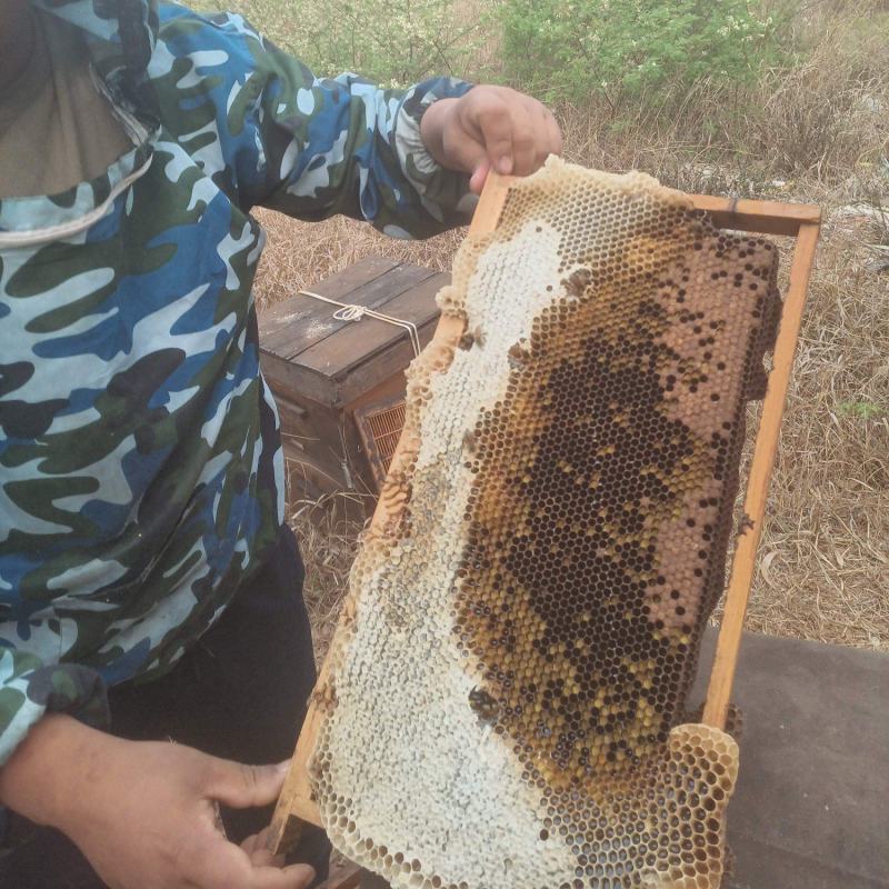 【推荐】卖云南蜂蜜荔枝蜜新鲜直达常年供货品质优