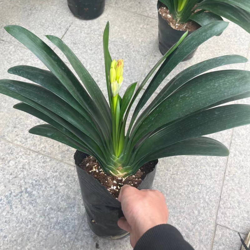 开花君子兰质量保障合作共赢花色鲜艳一件起批