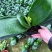 开花君子兰质量保障合作共赢花色鲜艳一件起批