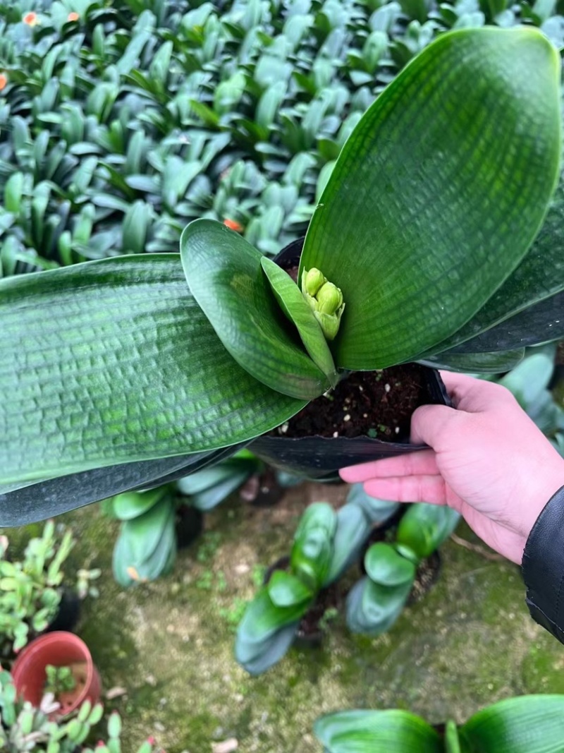 开花君子兰质量保障合作共赢花色鲜艳一件起批