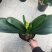 开花君子兰质量保障合作共赢花色鲜艳一件起批