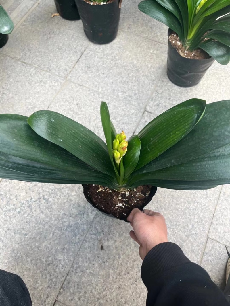 开花君子兰质量保障合作共赢花色鲜艳一件起批