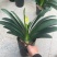 开花君子兰质量保障合作共赢花色鲜艳一件起批