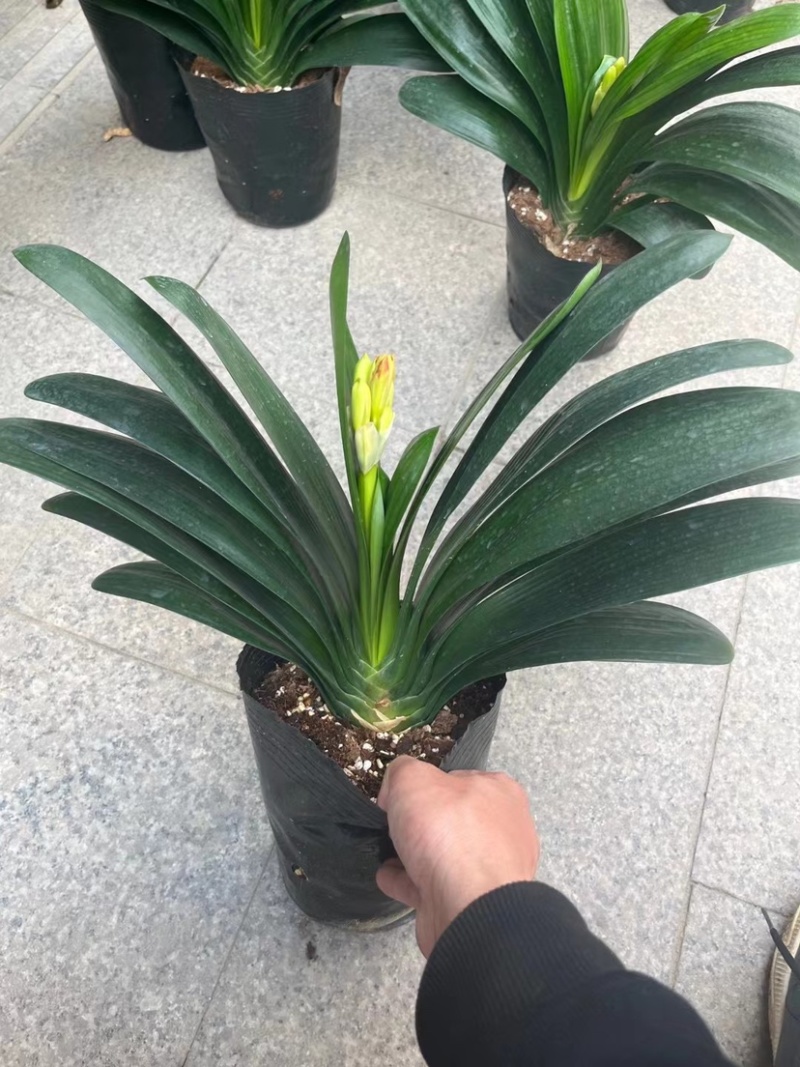 开花君子兰质量保障合作共赢花色鲜艳一件起批