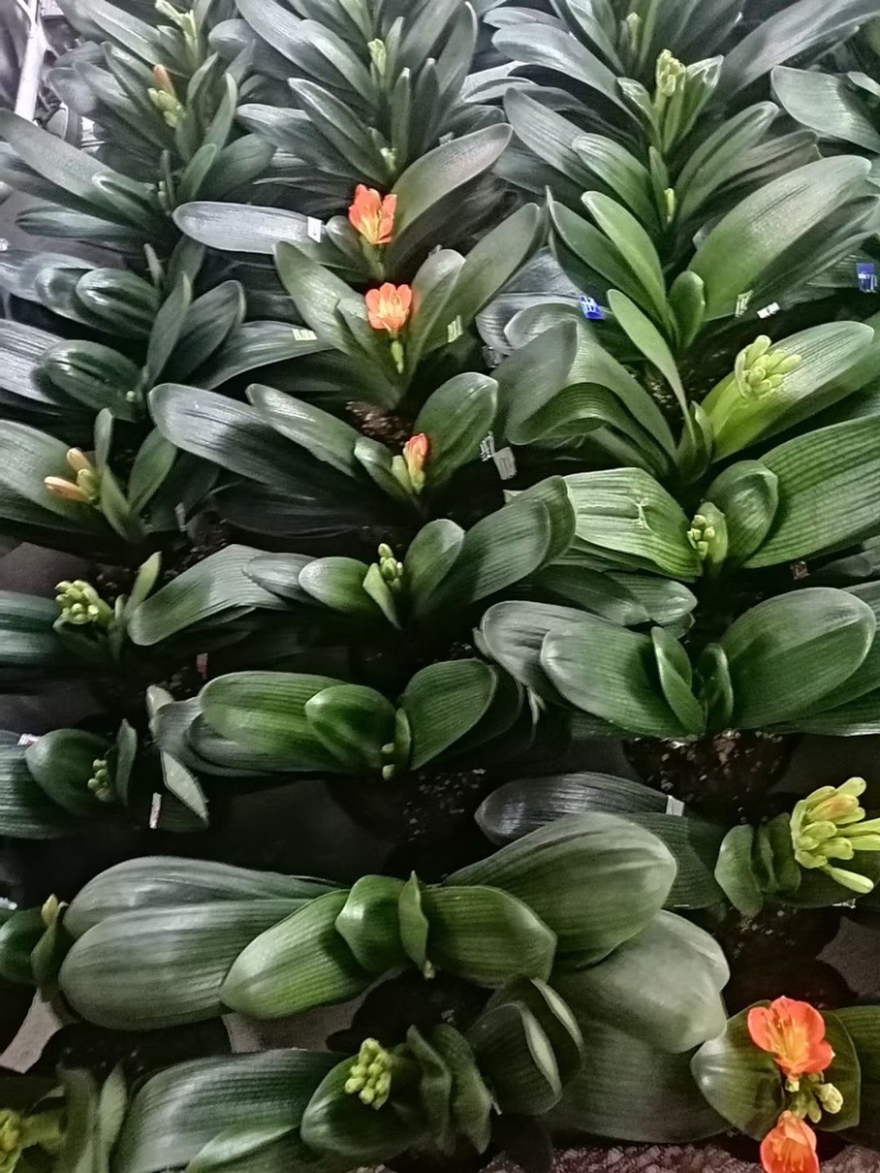 开花君子兰质量保障合作共赢花色鲜艳一件起批