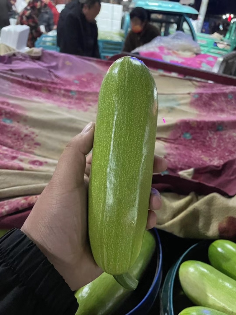 绿皮西湖芦，山东聊城冷棚西葫芦大量上市，产地直供