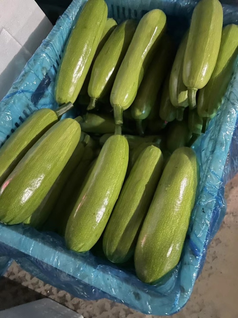 绿皮西湖芦，山东聊城冷棚西葫芦大量上市，产地直供