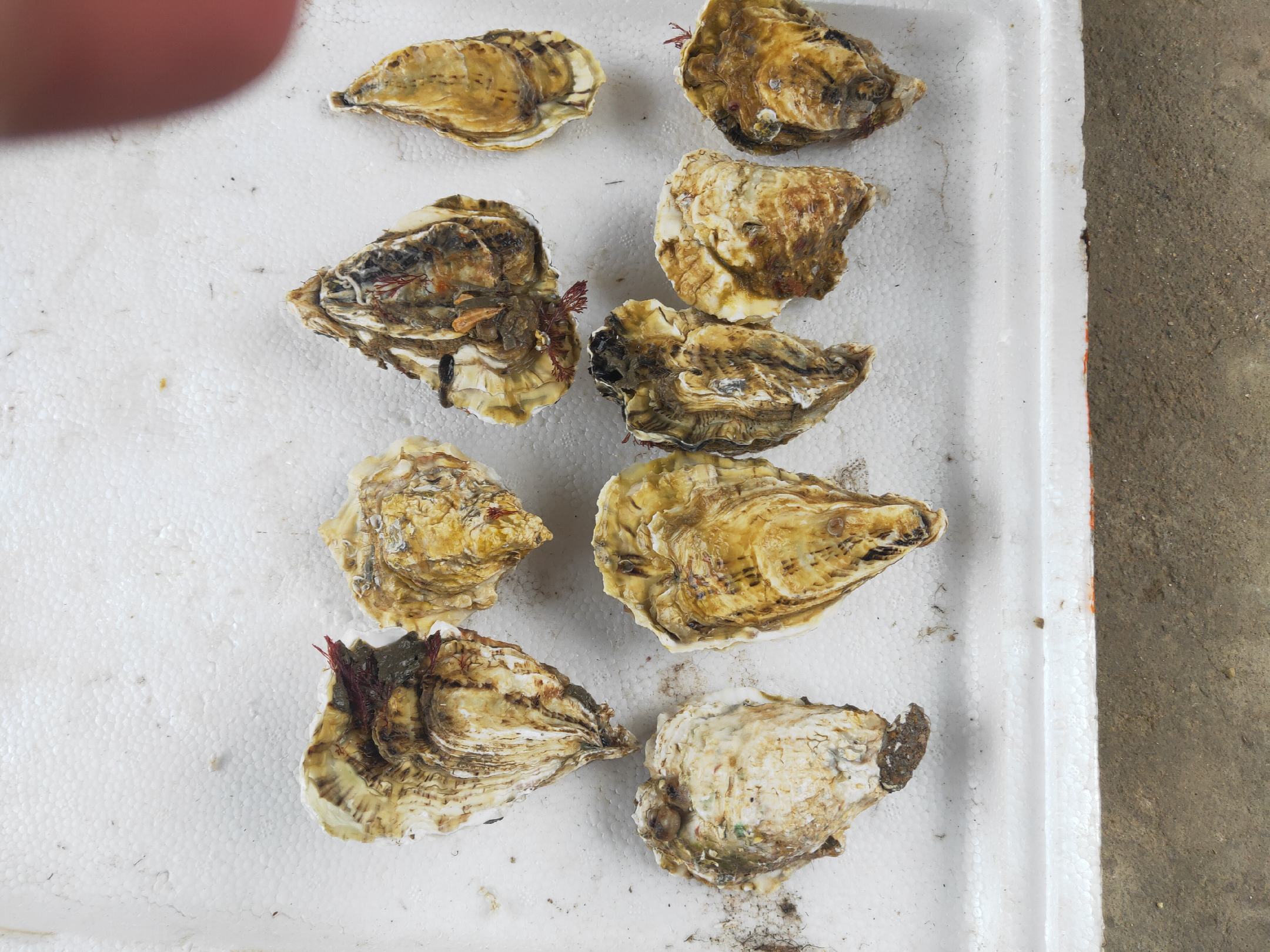 信息图表:太平洋牡蛎从采收、冷链运输、专业开壳到规范蒸制的全程温控关键点,突出90℃×3分钟蒸制对组胺抑制与营养保留的双重功效 生蚝科学处理流程图:左侧为鲜活带壳生蚝置于碎冰保鲜箱,中间为专业开蚝刀开启过程特写,右侧为蒸制中的生蚝(蒸汽升腾,壳微张),三阶段标注温度与时间参数