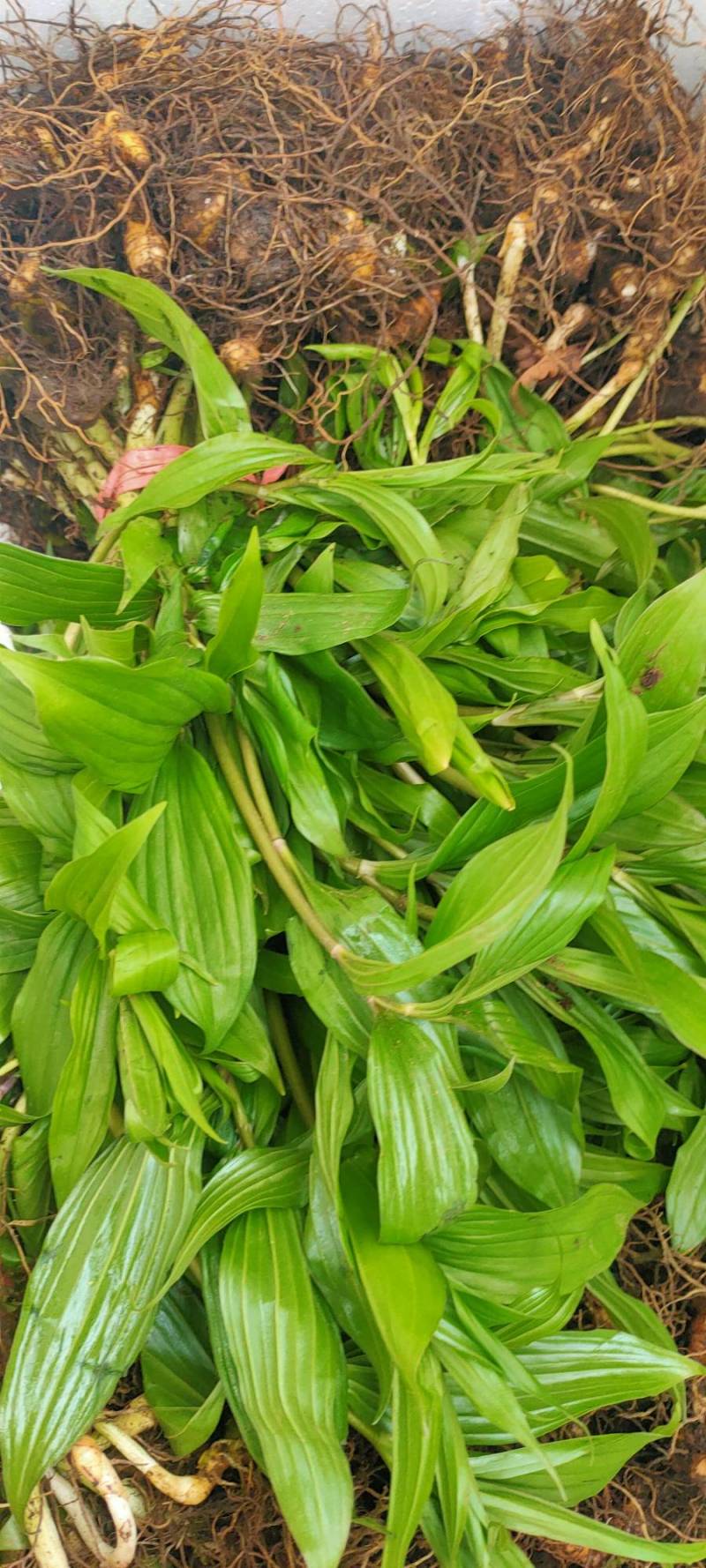 黄精种苗姜型多花种苗滇黄精苗鸡头黄精苗