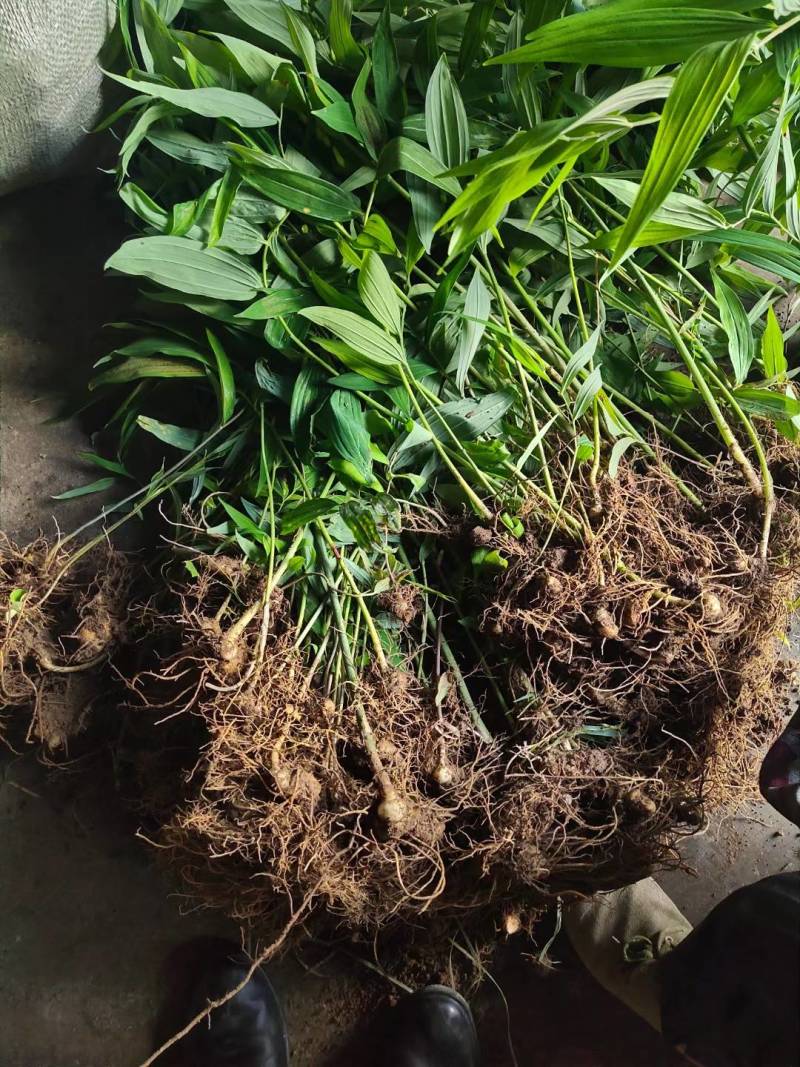黄精种苗姜型多花种苗滇黄精苗鸡头黄精苗