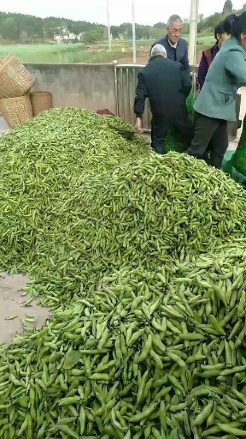 蚕豆已经大量上市