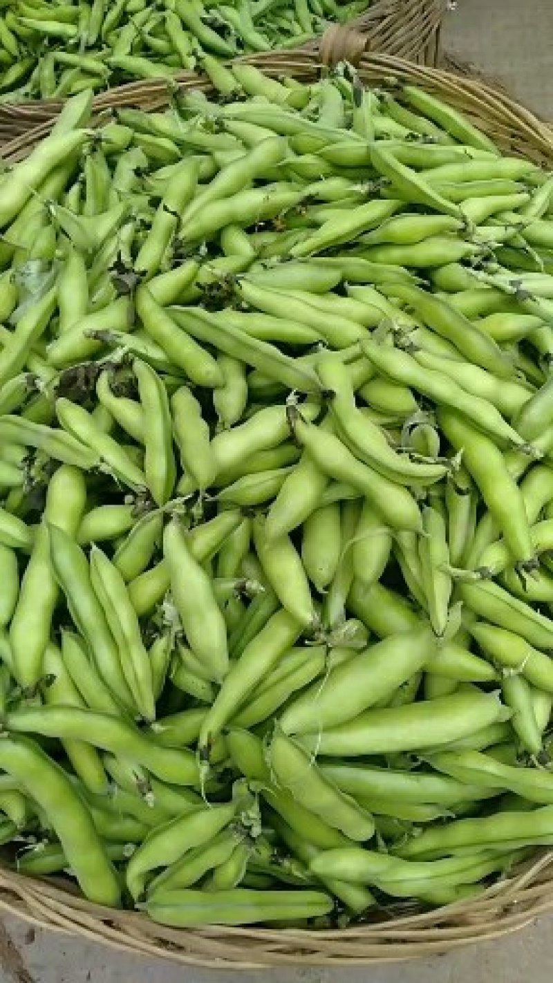 蚕豆已经大量上市
