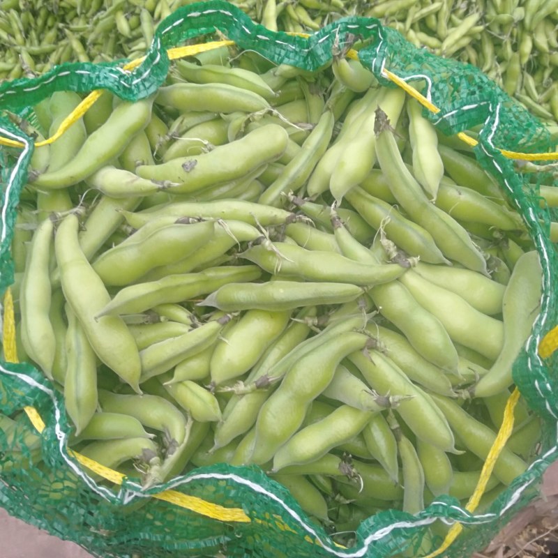 蚕豆已经大量上市