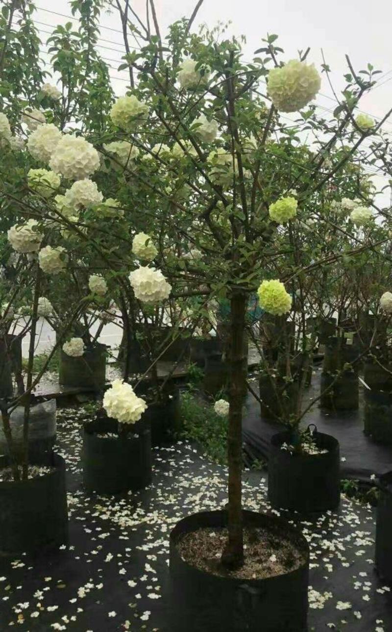 中华木绣球绿化工程庭院种植开花爆满4公分粗1800元