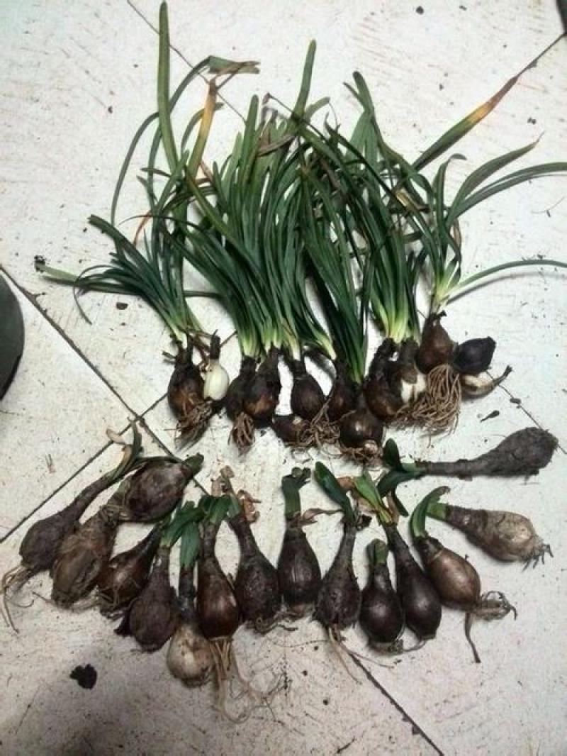 石蒜，彼岸花，观赏和药用产品