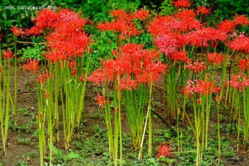 石蒜，彼岸花，观赏和药用产品