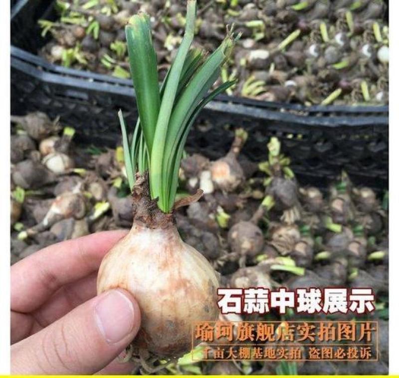 石蒜，彼岸花，观赏和药用产品