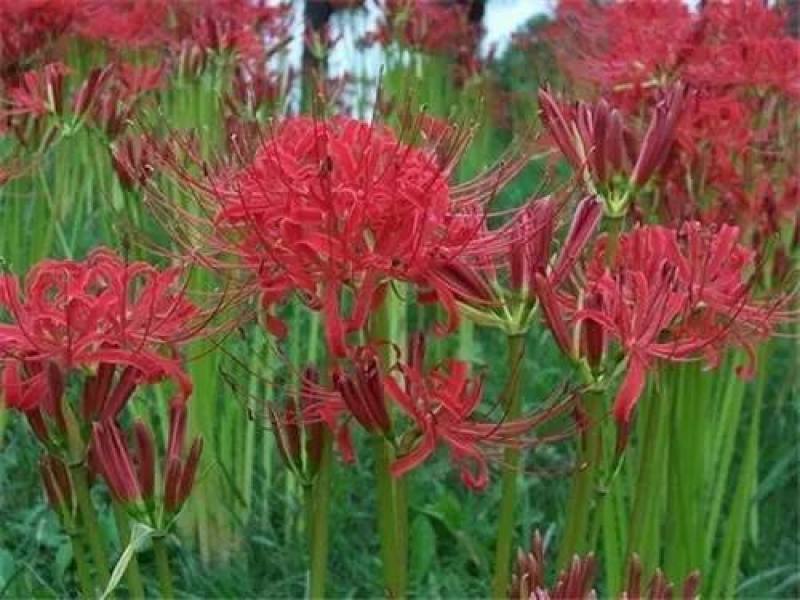 石蒜，彼岸花，观赏和药用产品
