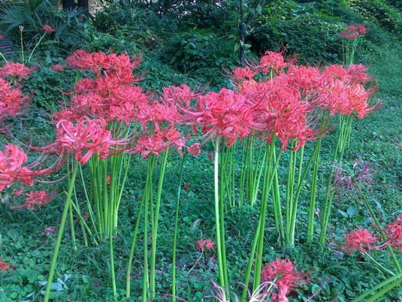 石蒜，彼岸花，观赏和药用产品