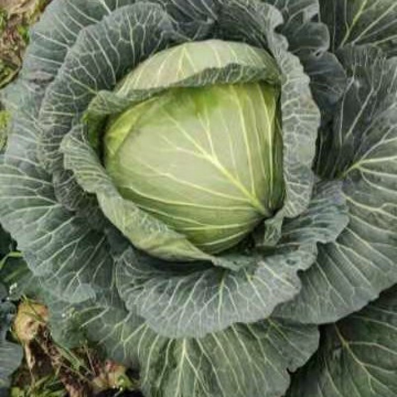扁包菜甘蓝基地直发量大优惠品质保证可实地考察