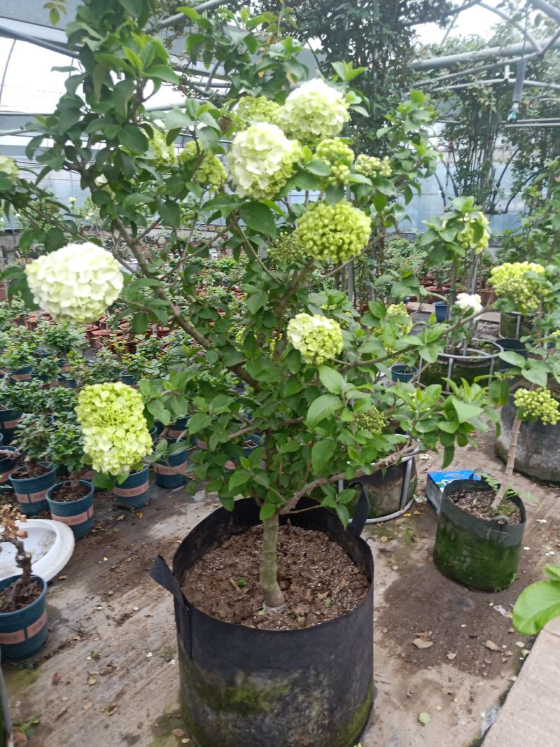 中华木绣球树苗大花斗球苗木本绣球琼花树苗庭院地栽盆栽绣球
