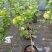 中华木绣球树苗大花斗球苗木本绣球琼花树苗庭院地栽盆栽绣球