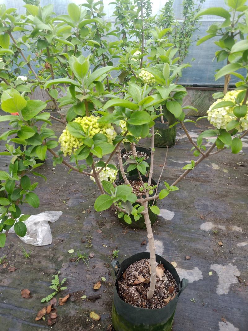中华木绣球树苗大花斗球苗木本绣球琼花树苗庭院地栽盆栽绣球