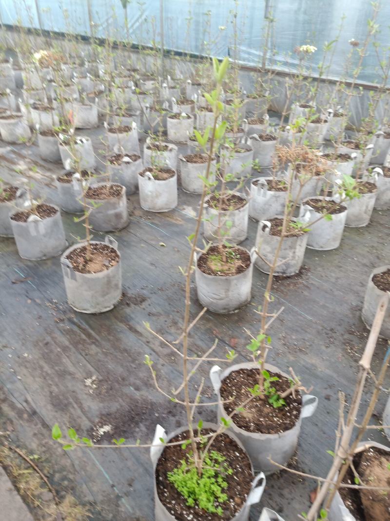 中华木绣球树苗大花斗球苗木本绣球琼花树苗庭院地栽盆栽绣球