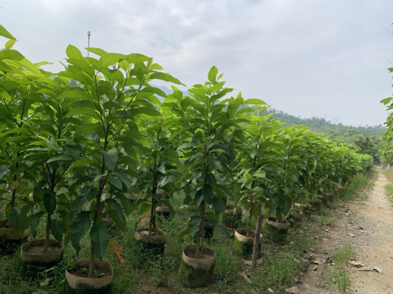 白玉兰白兰，袋苗原生苗1-5公分黄兰袋苗