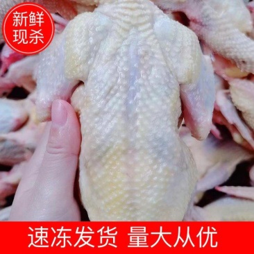 【白条鸽】乳鸽新鲜现杀乳鸽白条鸽大量批发速冻发货