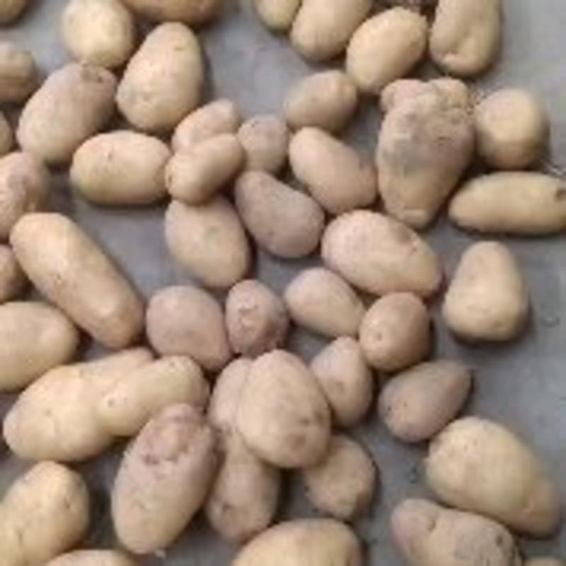 2022年五百亩荷兰十五土豆，黄皮黄心土豆大量上市中！