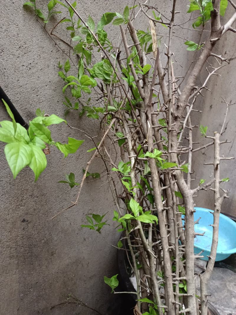 老鸦柿苗，老鸦柿根桩