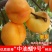 嫁接离核黄油蟠桃，新品种油蟠7-25油蟠桃树苗特大油桃苗