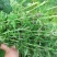 益母草种苗，种苗栽种高效快速