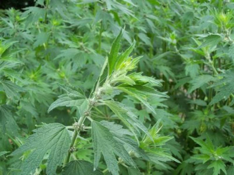 益母草种苗，种苗栽种高效快速