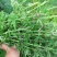 益母草种苗，种苗栽种高效快速