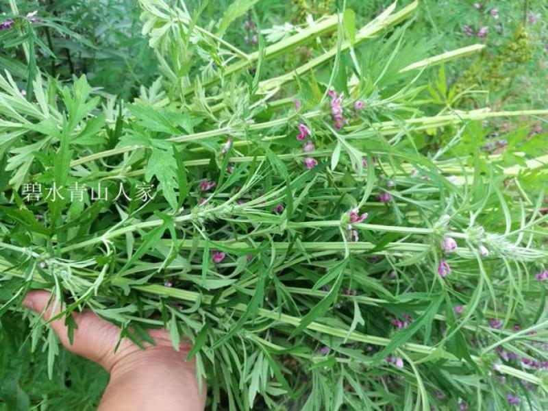 益母草种苗，种苗栽种高效快速